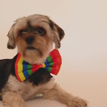 🤣Funny Dog Videos 2022🤣 🐶 It's time to LAUGH with Dog's life