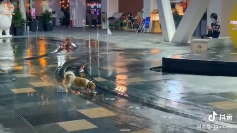 Cute Puppies Being Adorable