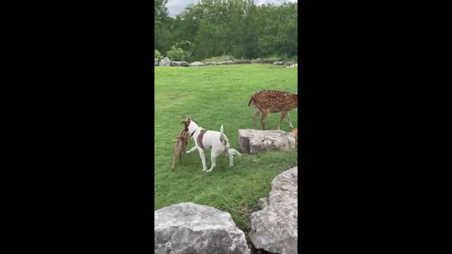 Sweet fawn meets dog & kitten for the first time