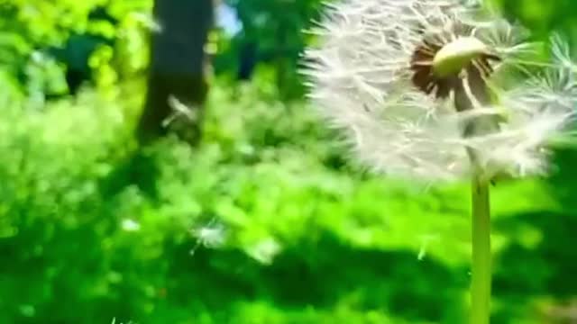 Healing Dandelion