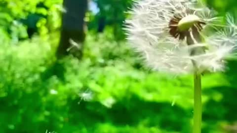 Healing Dandelion