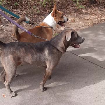 Tucker Carlson and Claire Bear Meet a Friend