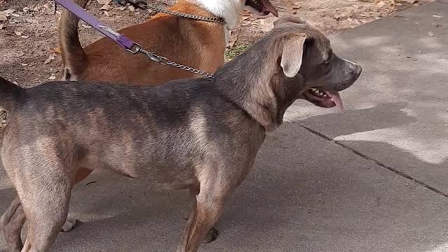 Tucker Carlson and Claire Bear Meet a Friend