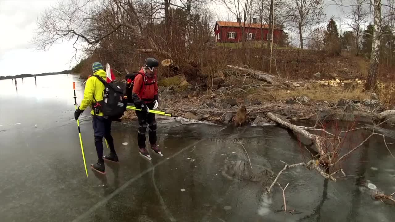 Wild Boar Heroically Rescued From Slippery Frozen Lake