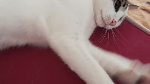 My little cat playing with me