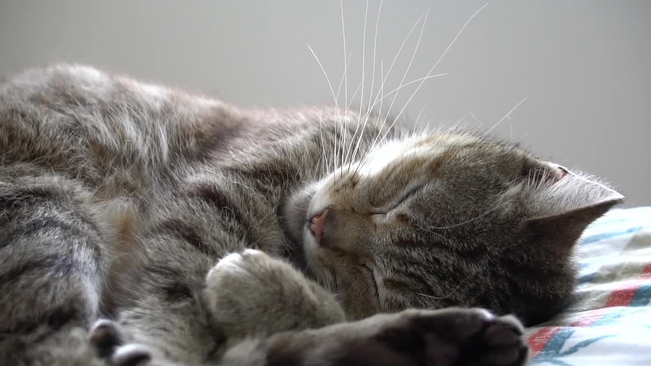 cute lazy cat relaxing