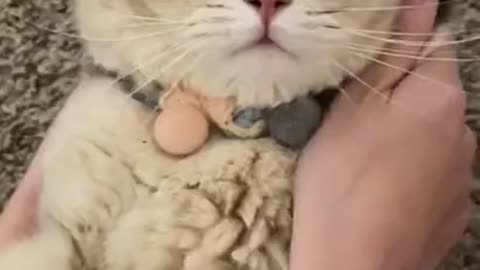AWW SO CUTE! Cutest baby animals Videos Compilation Cute moment of the Animals - Cutest Animal
