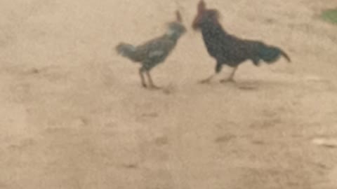 Must watch best chicken fight ever.