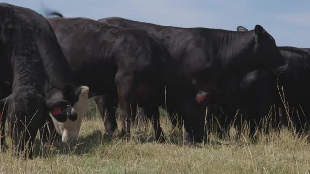 Drought Conditions Hit Cattle Business_Cut