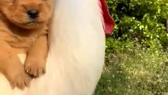 Bird and dog cute funny