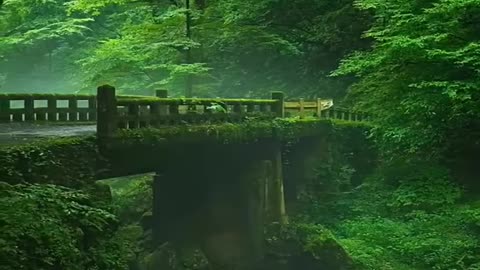 Mind Relaxing nature video.