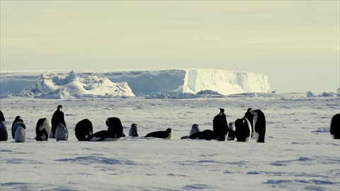 Penguins in 4K / Antartica