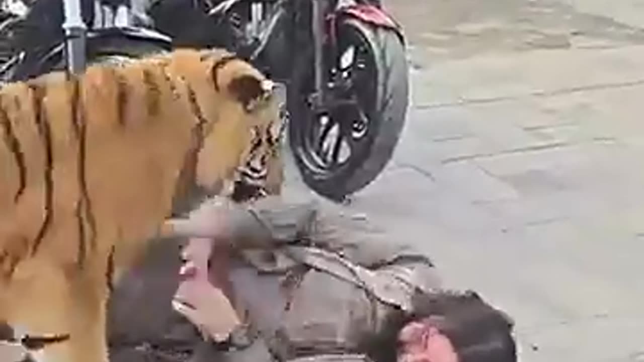 Tiger attack