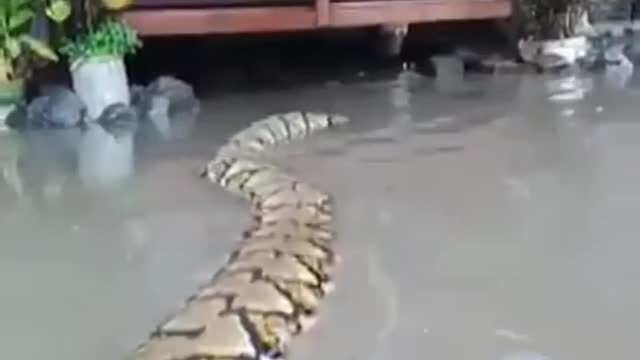 little snake1