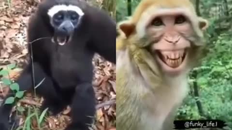 Very funny monkey video