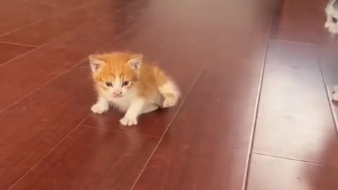 Funny Cat videos