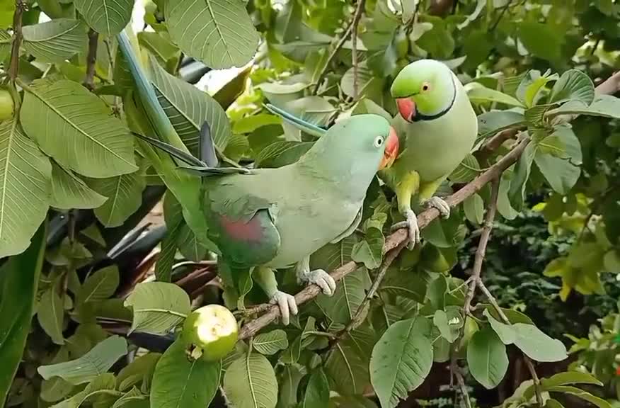 Excellent beauty of 2 green parrots eating natural guava