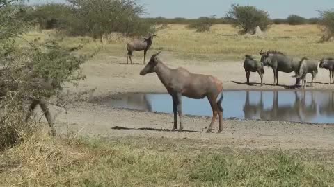 African Animals Near Watering Hole