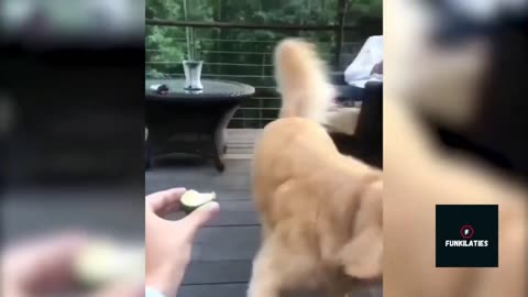 Super Funny Dogs Videos