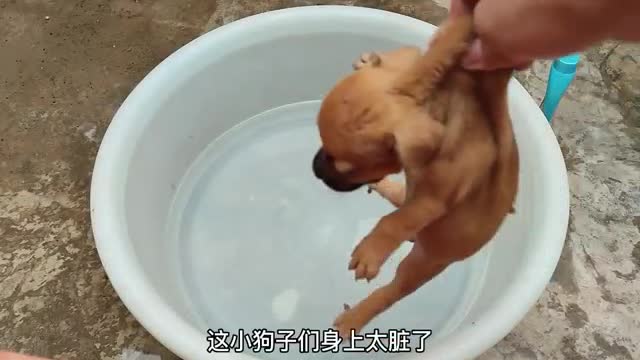 puppy taking a bath