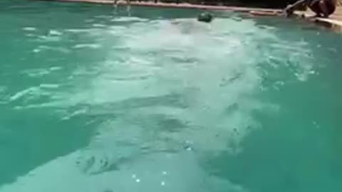 Finally he started swimming after lot of try