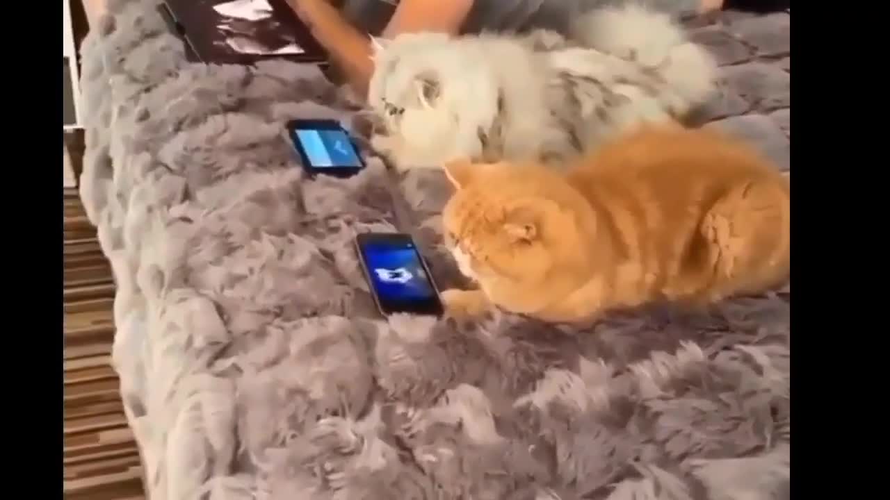 ๐๐๐Funny Animal Videos compilation๐๐๐