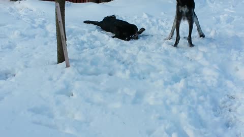 Thorin vs. Hermann