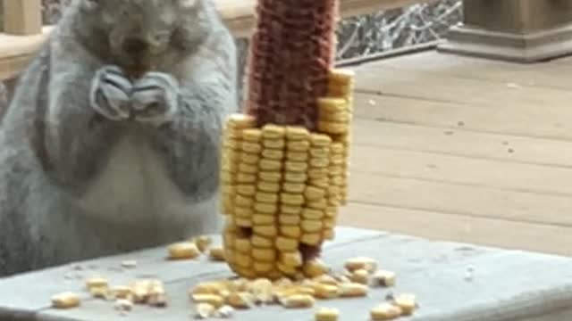 Corn is good