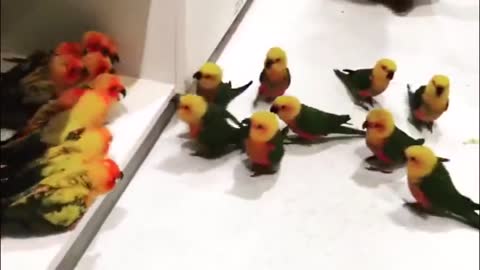 Birb on birb gang violence(720P_HD).mp4