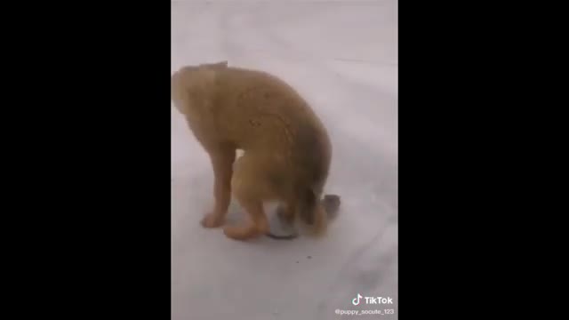 TRY NOT TO LAUGH | FUNNY ANIMAL VIDEOS | Super Funny Animals Compilation !