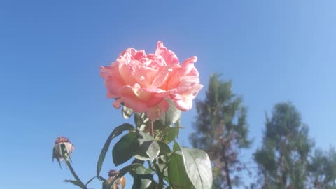 Rose and sky