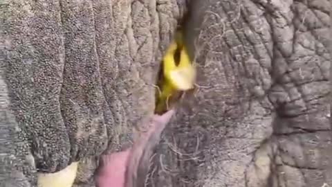 Funniest animal entertainment video #animal #comedy