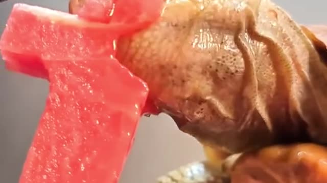 Tortoise Eating watermelon FOLLOW me for more