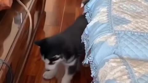 Funny Cats and Dogs pets moment.