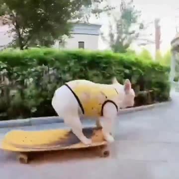 Super pupper with incredible skateboard control...🐶🐾🛹🤯
