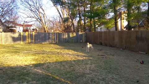 Kid gets scared of harmless dog