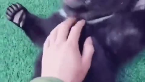 Baby Bear Enjoying A Belly Rub