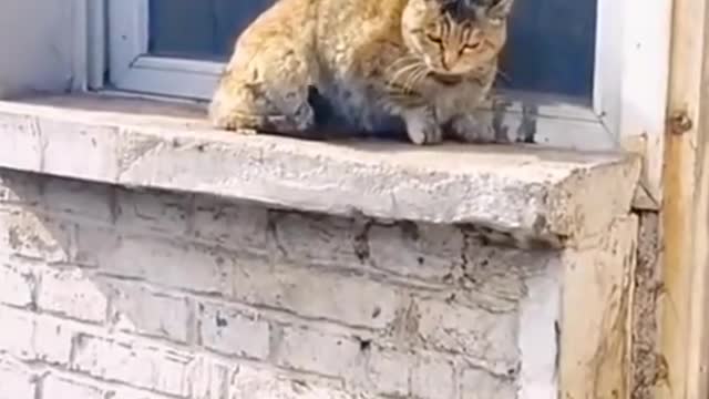 Funniest Cat 😹- Best Of The 2022 Funny Cat to Cat Videos 😂- Funny Cats HD