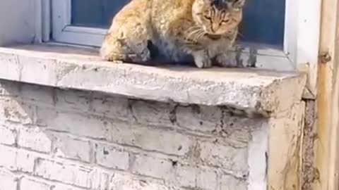 Funniest Cat 😹- Best Of The 2022 Funny Cat to Cat Videos 😂- Funny Cats HD