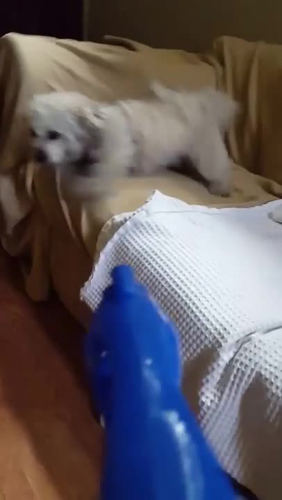 ¿Adiestramiento canino o pura diversión?