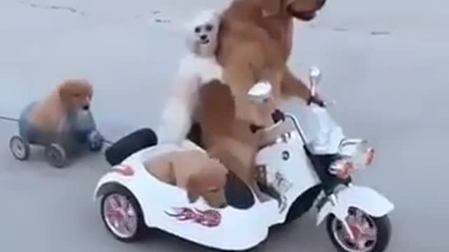 Werry werry funny views cute dogs supper funny