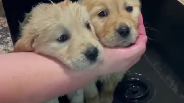 Bath time 🐶💦