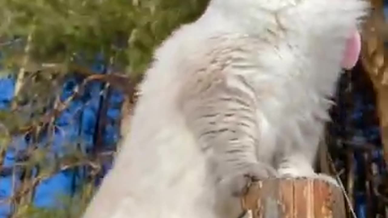 Funny Dogs and Cats Video