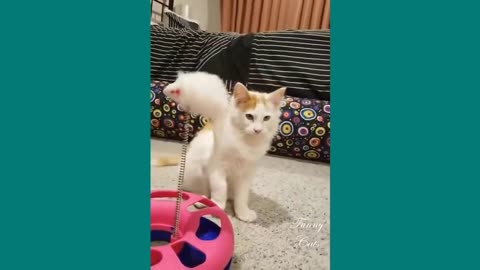 Funny Cats ✪ Cute and Baby Cats Videos