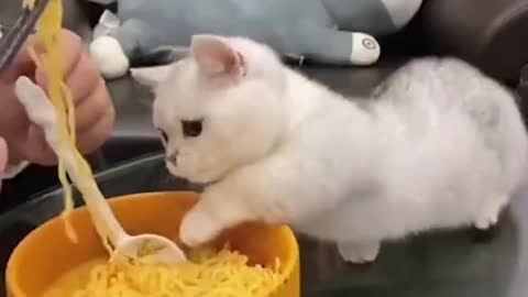 This cat doesn't give it to eat, and gets angry and grabs food directly