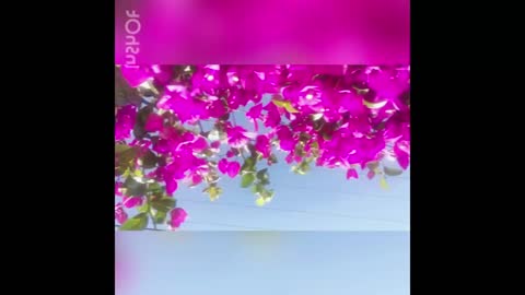 Upbeat Bougainvillea stroll