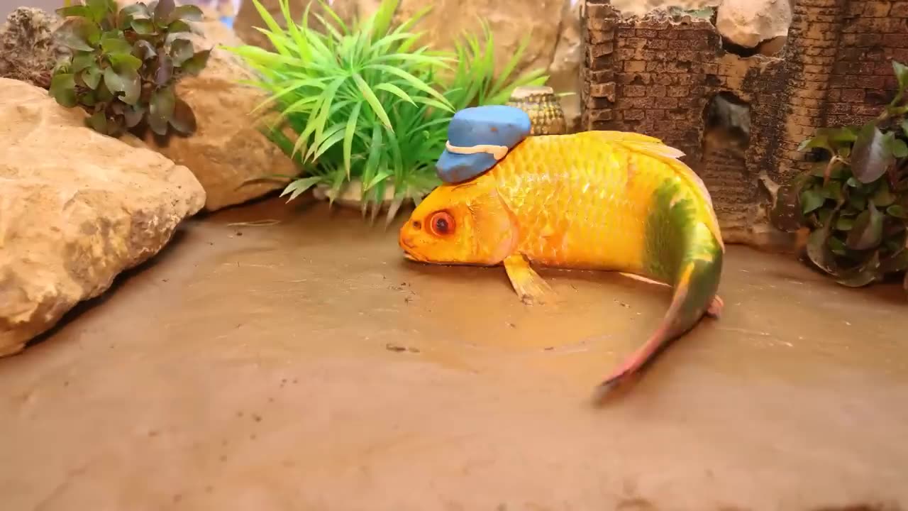 Stop Motion ASMR - Battle of fish - Catfish hunting colorful Koi Fish Eels