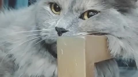 Cat video Playing Beautifull cat video Playing