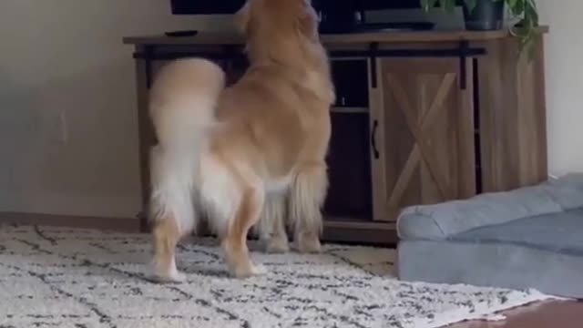 Funny Dog Watching Tv