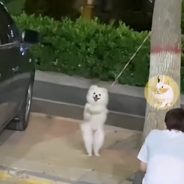 Funny pets videos. #funnydogs #cutedogs #petsfunnyvideos #cutedogclips #funnypets #petdogvideos